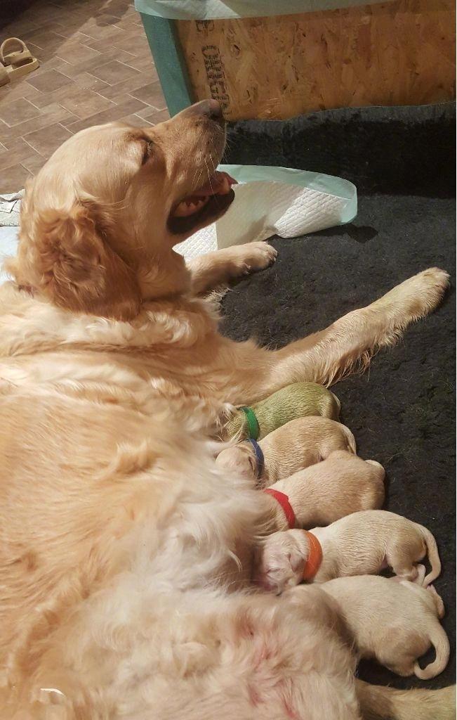 金毛妈妈生下罕见小绿狗,网友:这狗狗在暗示什么