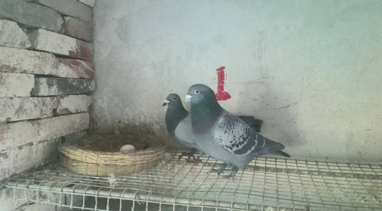 鸽子配对后不飞怎么回事,落地王鸽子配对成功不下蛋怎么办
