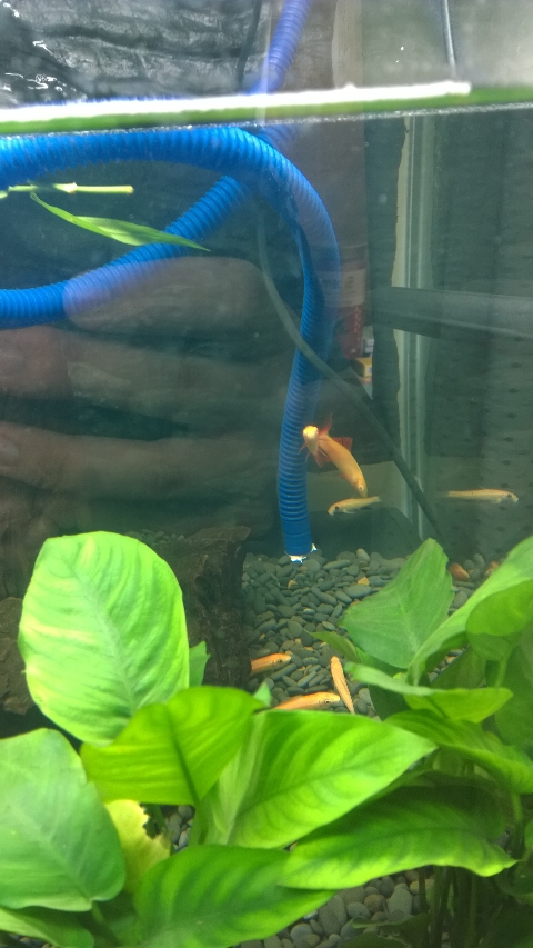 巨头蛋龟饲养环境造景,养龟养鱼生态缸