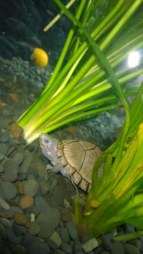 巨头蛋龟饲养环境造景,养龟养鱼生态缸