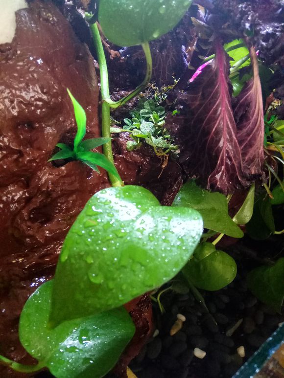 缸小养龟怎么造景,养龟小缸造景图片