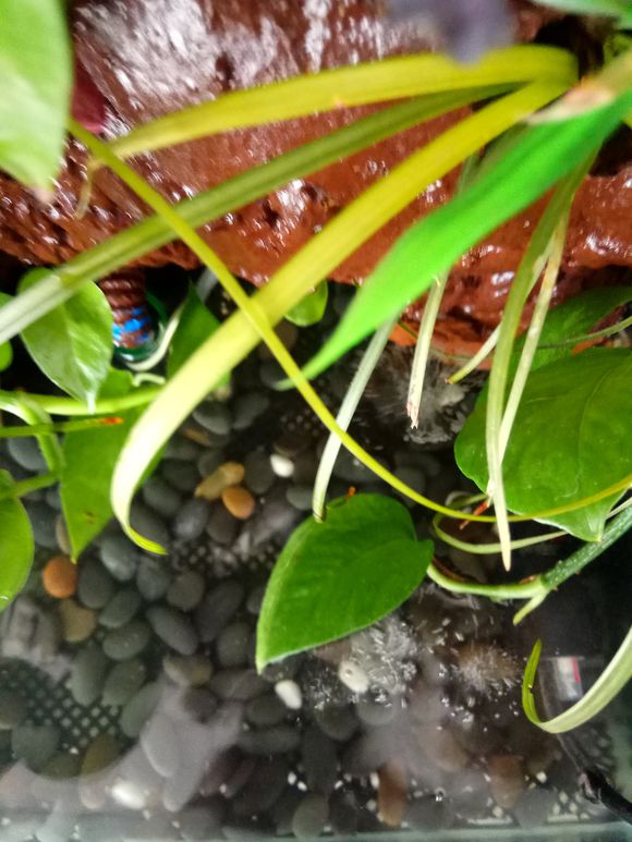 缸小养龟怎么造景,养龟小缸造景图片