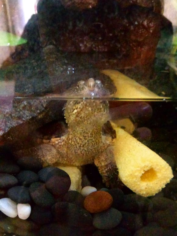 缸小养龟怎么造景,养龟小缸造景图片