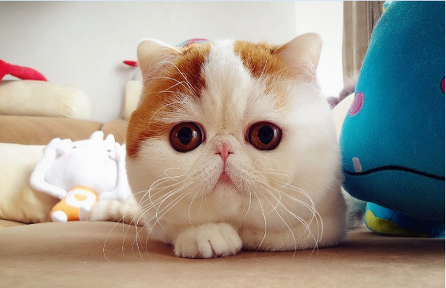 六件会惹毛猫咪的事情，你们做过吗？