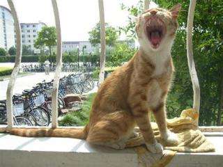 半夜猫叫（小说）——值得深思，讽刺批判着什么！