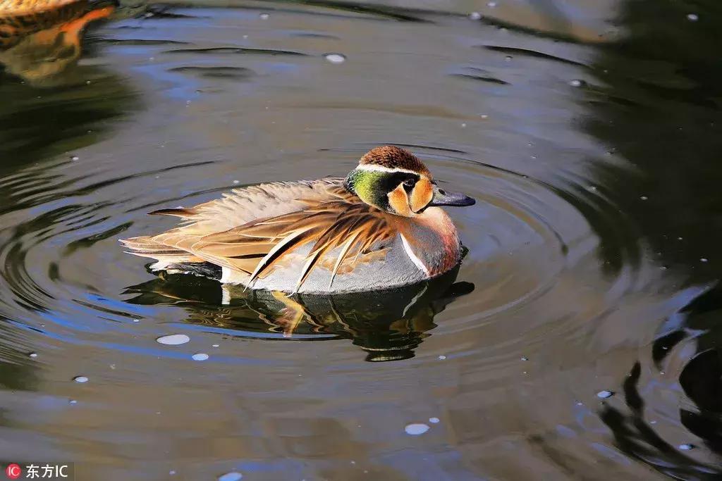 从寒冬逛到初春,北京25家历史名园,你都去过吗?