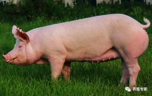 如何判定母猪难产,5种最实用的母猪难产解决方法