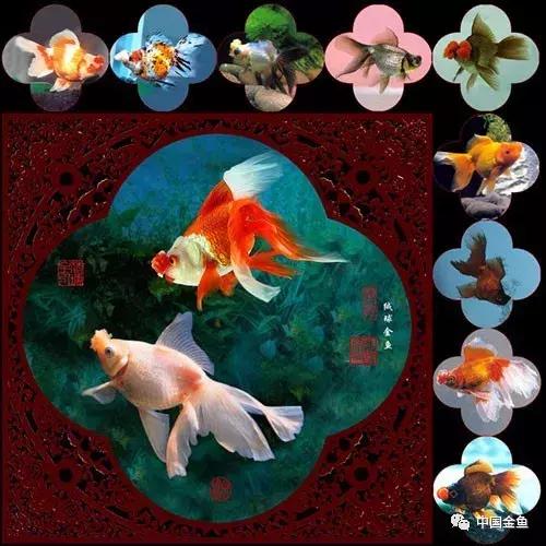面对中国金鱼，我不得不说的话！
