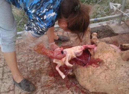 母羊难产人工助产需做好哪些措施,母羊难产掏小羊后母羊还能下羊吗