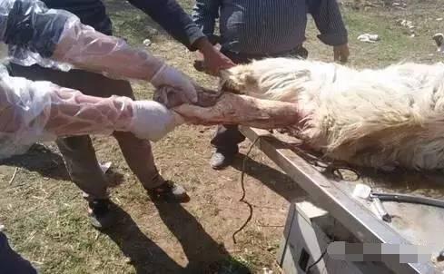 母羊难产人工助产需做好哪些措施,母羊难产掏小羊后母羊还能下羊吗