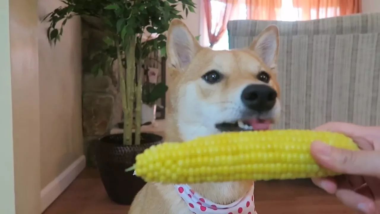 狗狗玉米棒,狗狗吃了玉米棒芯能拉出来吗