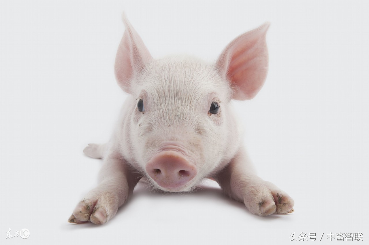 猪传染性胃肠炎的主要临床特征是,猪胃肠炎怎么治好得快