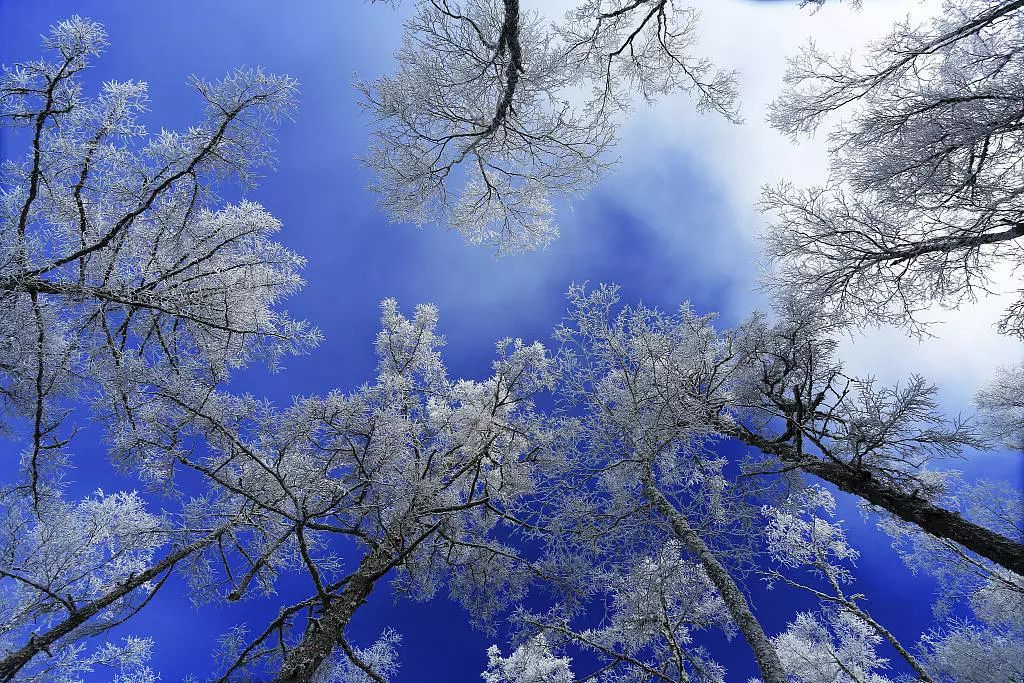 寒气席卷、叶汽成霜……陕西6处大美雾凇奇景上线!