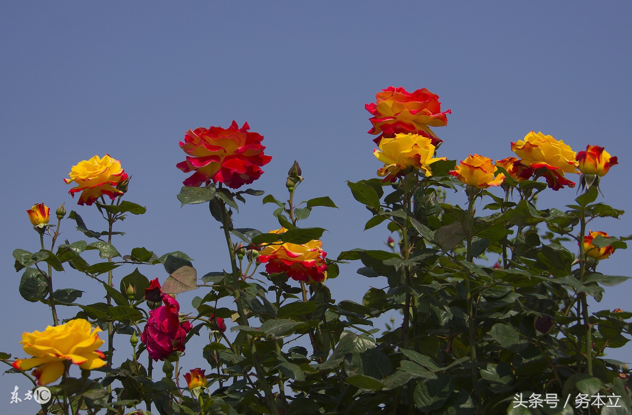 藤本蔷薇月季花,藤本爬藤月季花苗