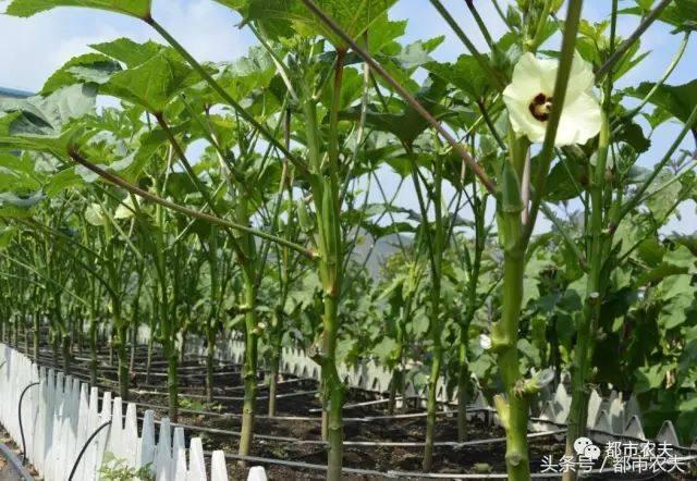 网红果蔬系列,网红蔬果脆真的好吃吗