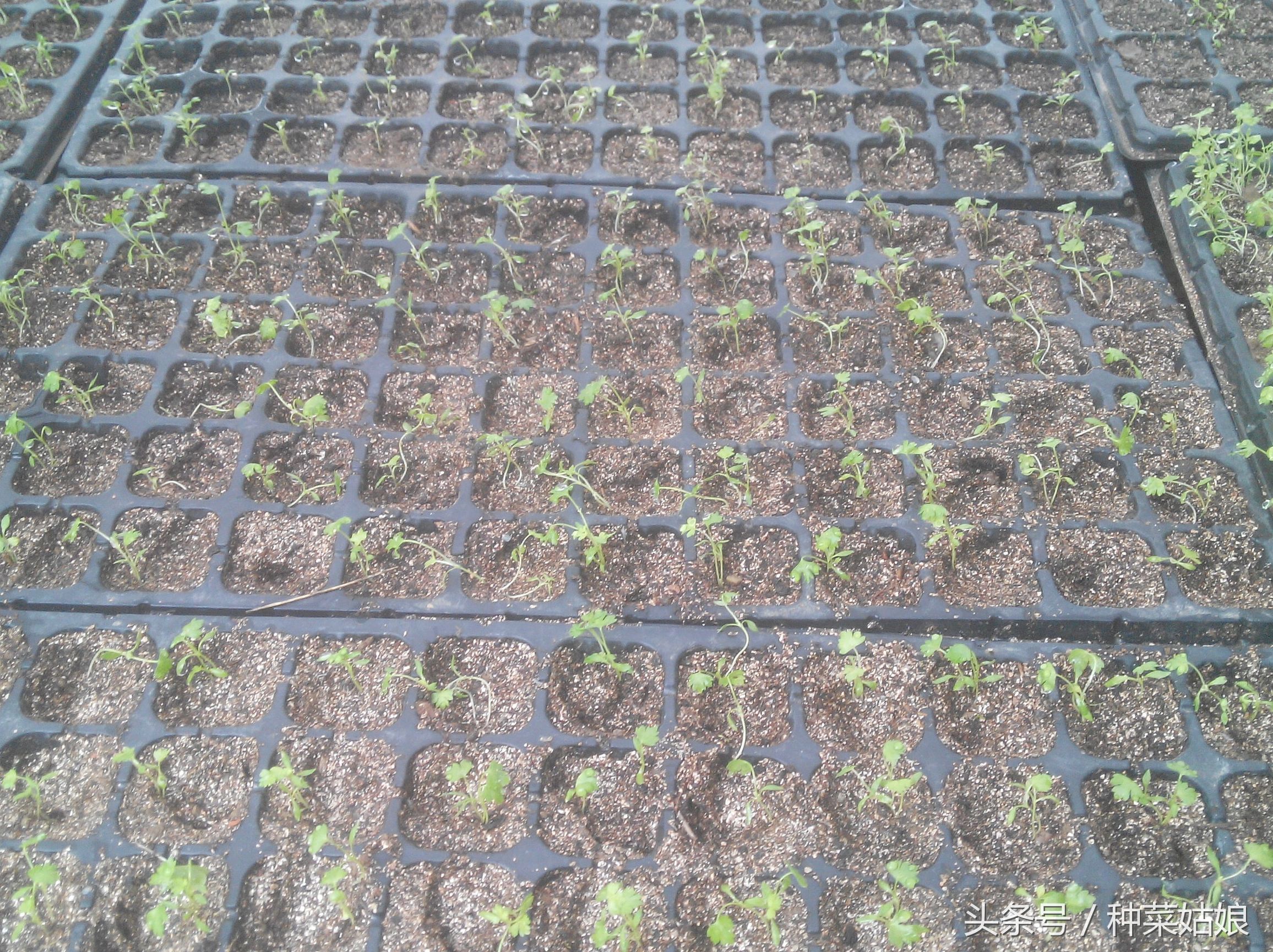 种植芹菜怎样能使芹菜长得粗一点,种植芹菜前景如何