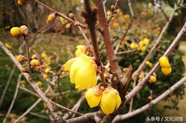 赞美腊梅的诗句,腊梅古诗有哪些