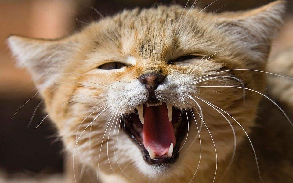 半夜猫叫（小说）——值得深思，讽刺批判着什么！