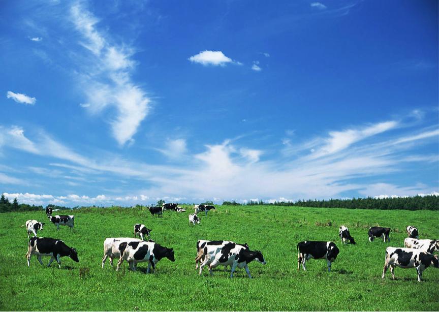 斐婴宝特许经营体系,斐婴宝羊奶