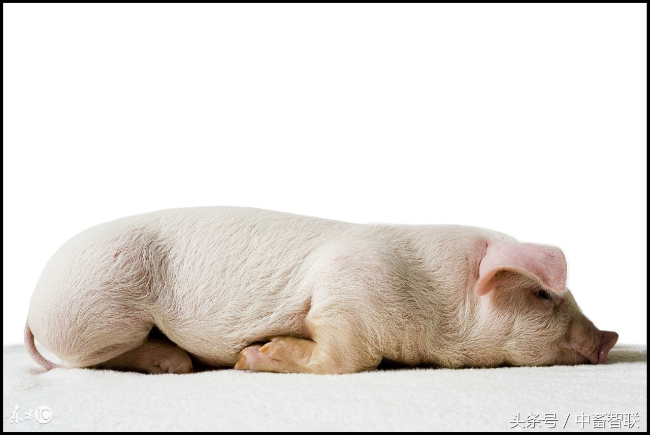 猪传染性胃肠炎的主要临床特征是,猪胃肠炎怎么治好得快