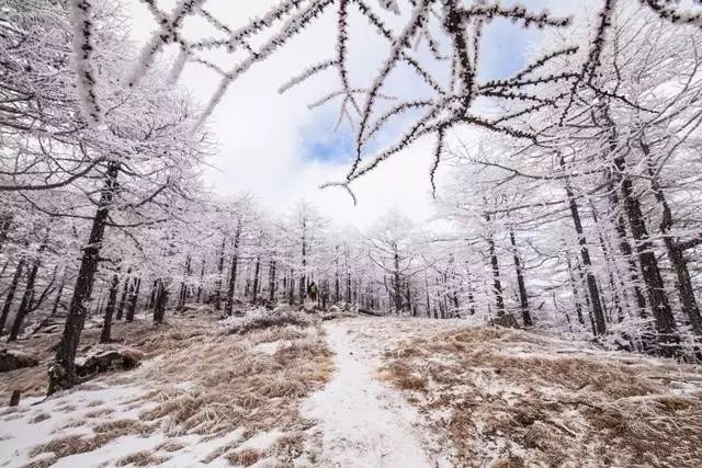 寒气席卷、叶汽成霜……陕西6处大美雾凇奇景上线!