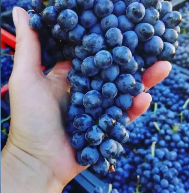 世界上酿葡萄酒最好的地方,世界上哪些地方葡萄酒好