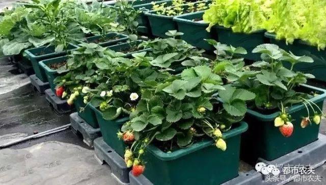 网红果蔬系列,网红蔬果脆真的好吃吗