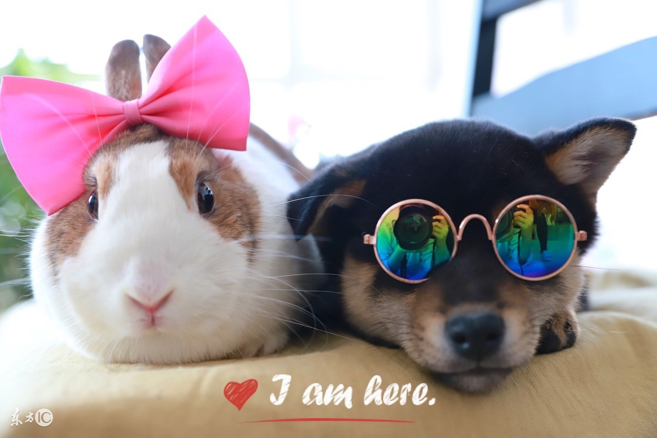 2018狗年命犯太岁的四个生肖,狗年犯太岁冲太岁的生肖