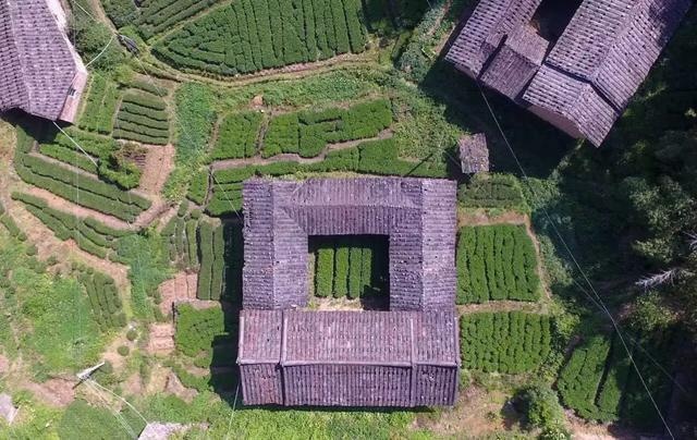 安溪铁观音真的好喝吗,铁观音不好喝为什么那么多人喜欢