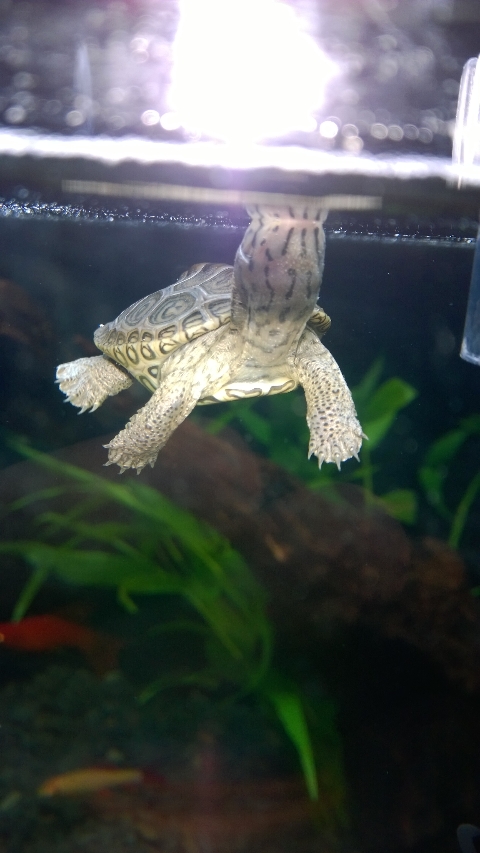 巨头蛋龟饲养环境造景,养龟养鱼生态缸