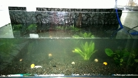 巨头蛋龟饲养环境造景,养龟养鱼生态缸