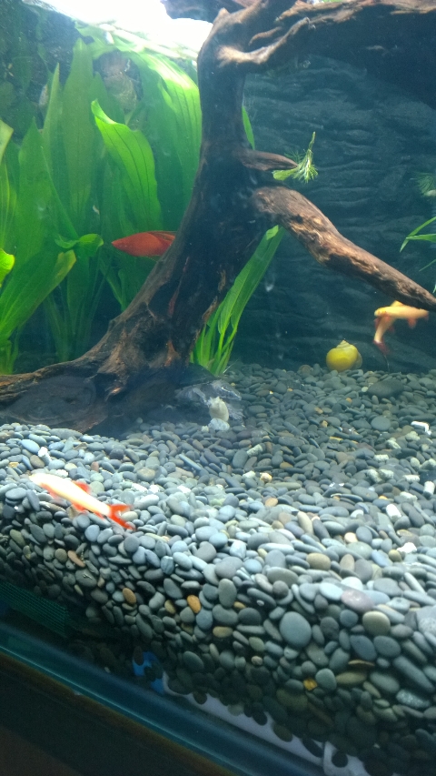 巨头蛋龟饲养环境造景,养龟养鱼生态缸