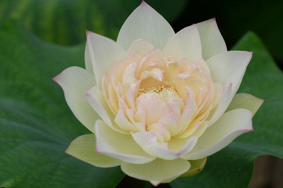 碗莲的正确种植方法和用什么肥,种植碗莲有机肥可以做底肥吗