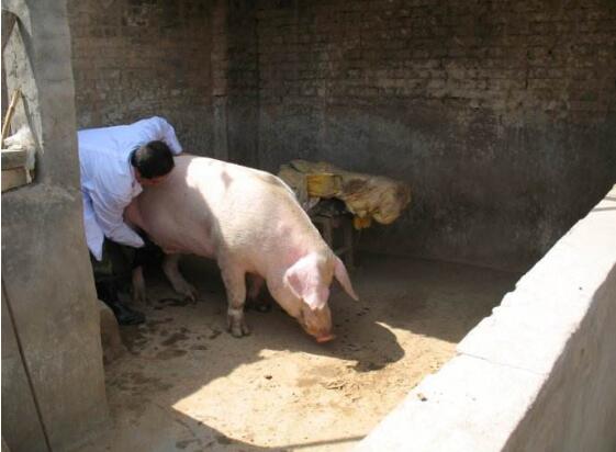 农村养猪人工授精产仔多,村里出奇迹