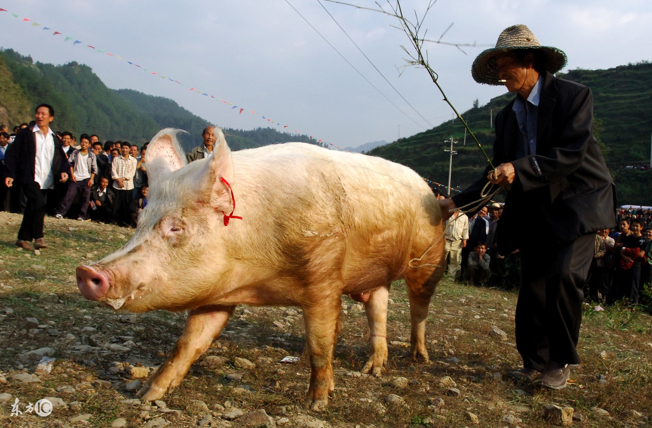 农村养猪人工授精产仔多,村里出奇迹