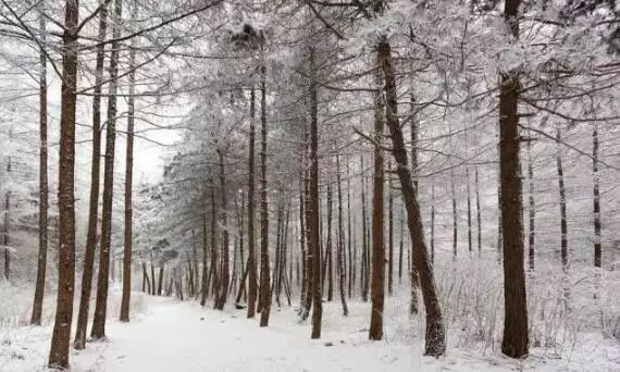 寒气席卷、叶汽成霜……陕西6处大美雾凇奇景上线!