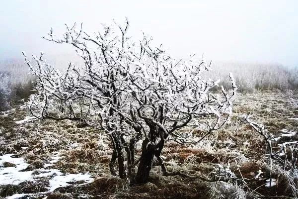 寒气席卷、叶汽成霜……陕西6处大美雾凇奇景上线!