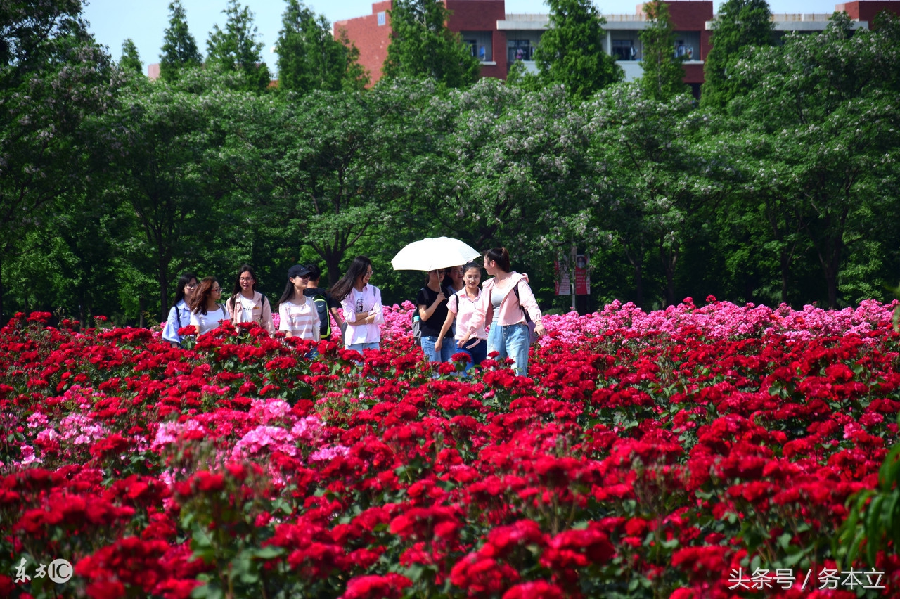 藤本蔷薇月季花,藤本爬藤月季花苗