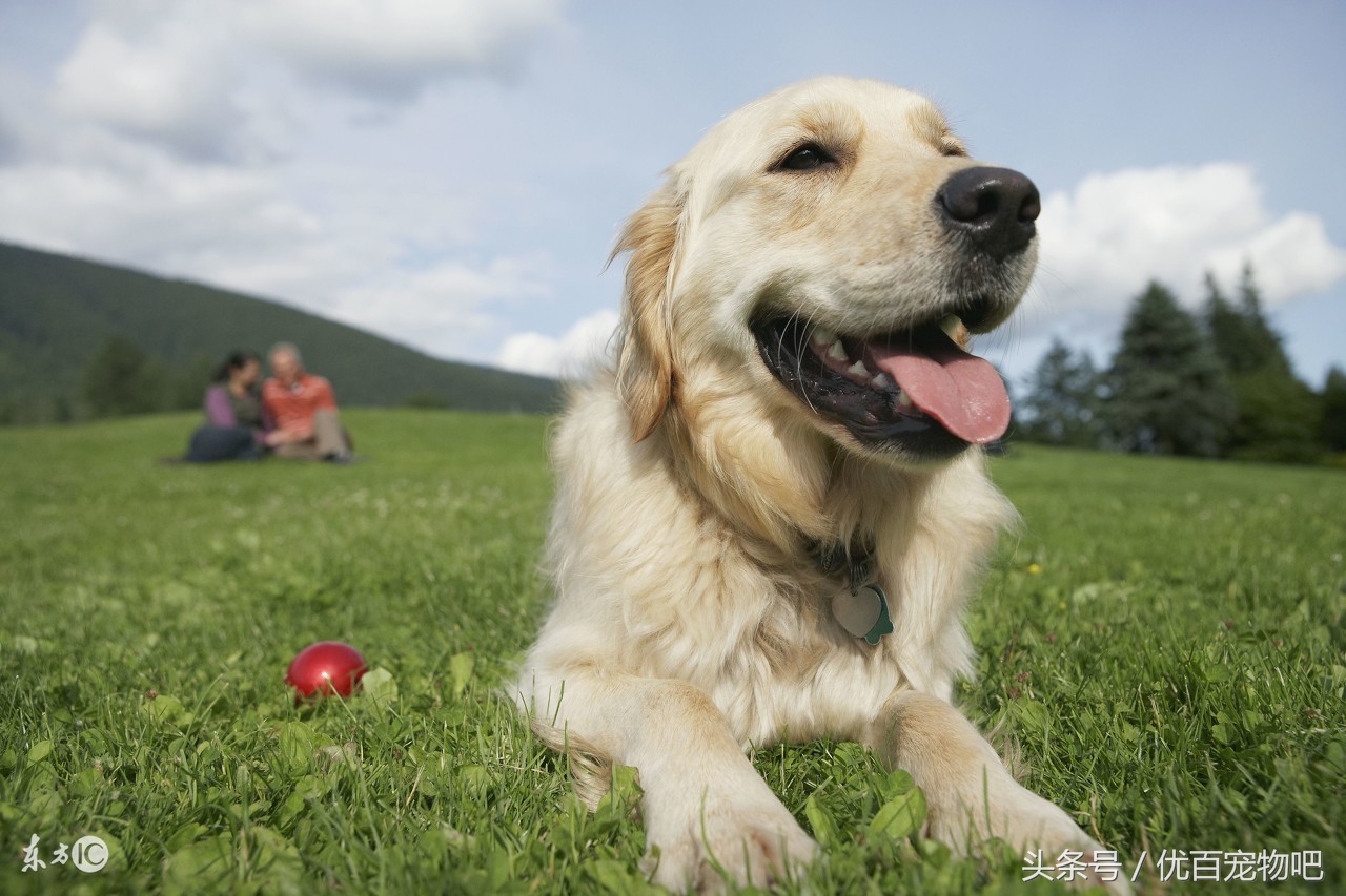 金毛当妈妈了缺什么去喂,金毛当主人妈妈