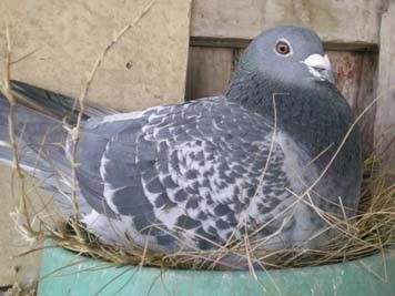 鸽子配对后不飞怎么回事,落地王鸽子配对成功不下蛋怎么办