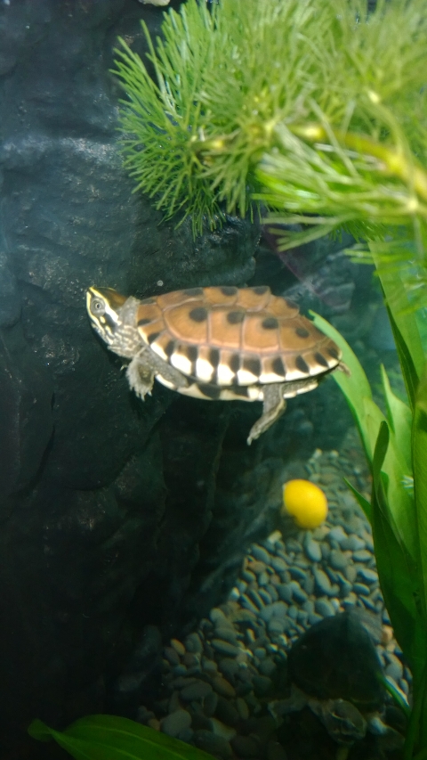 巨头蛋龟饲养环境造景,养龟养鱼生态缸