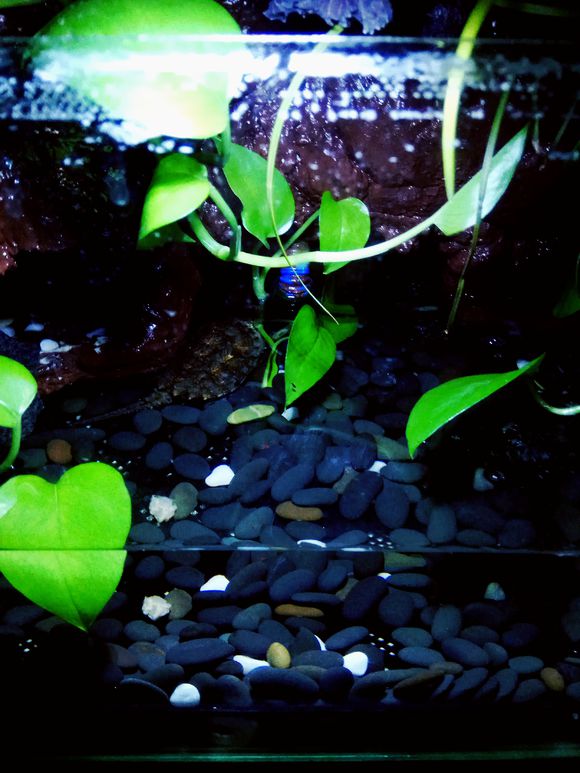 缸小养龟怎么造景,养龟小缸造景图片