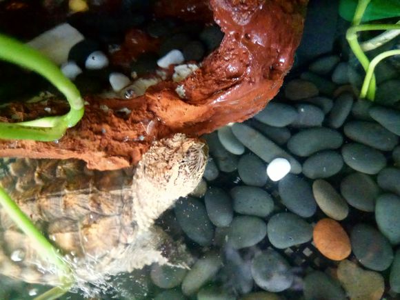 缸小养龟怎么造景,养龟小缸造景图片