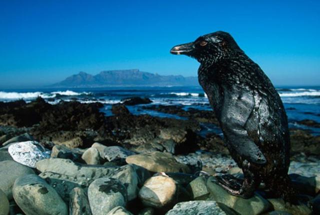 历史上最大的石油泄漏事件,史上最严重的原油泄漏事件