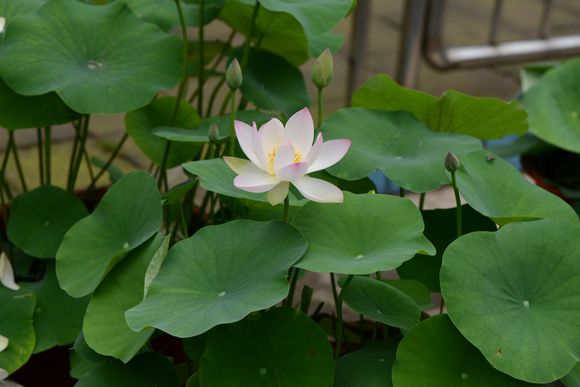 碗莲的正确种植方法和用什么肥,种植碗莲有机肥可以做底肥吗