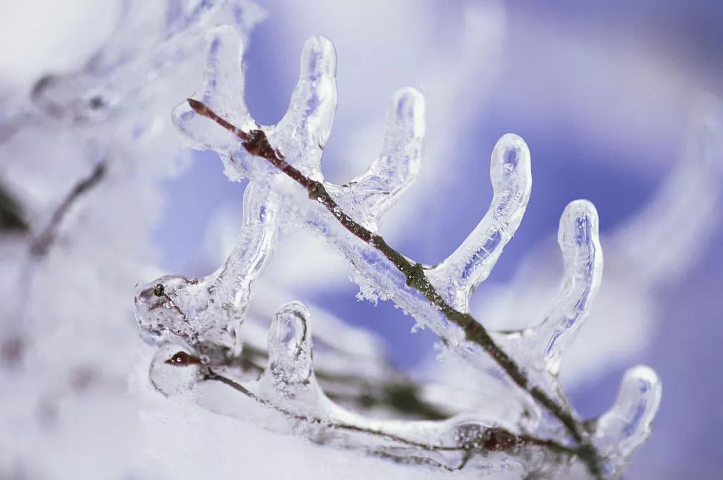 寒气席卷、叶汽成霜……陕西6处大美雾凇奇景上线!