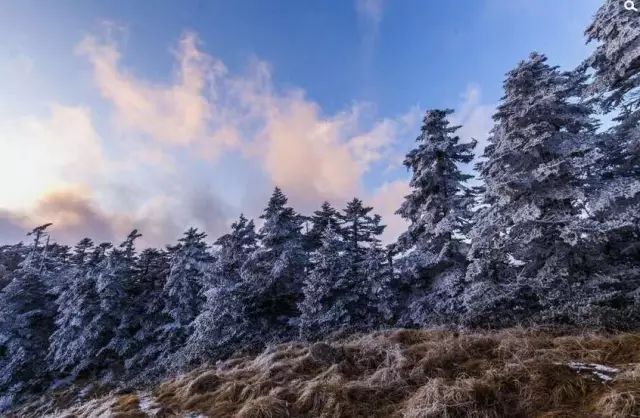 寒气席卷、叶汽成霜……陕西6处大美雾凇奇景上线!