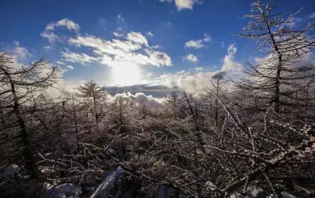 寒气席卷、叶汽成霜……陕西6处大美雾凇奇景上线!