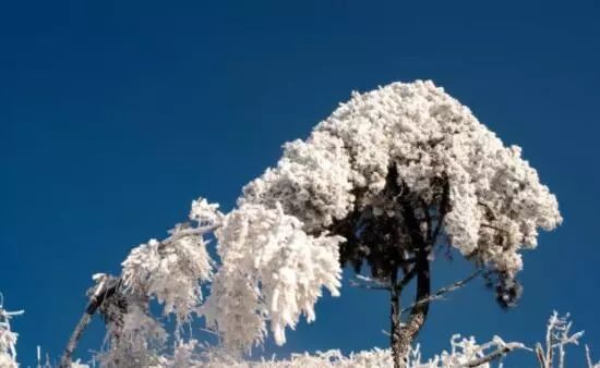 寒气席卷、叶汽成霜……陕西6处大美雾凇奇景上线!