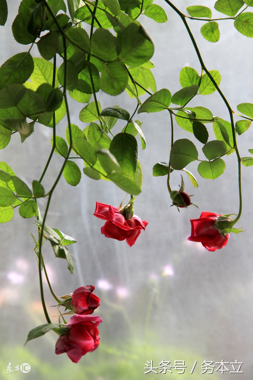 藤本蔷薇月季花,藤本爬藤月季花苗